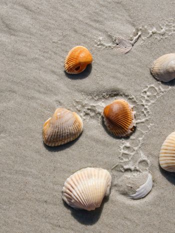 beach, shells Wallpaper 1536x2048