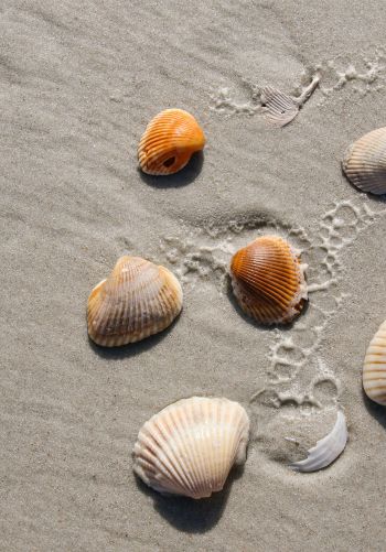 beach, shells Wallpaper 1668x2388