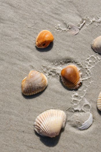 beach, shells Wallpaper 640x960