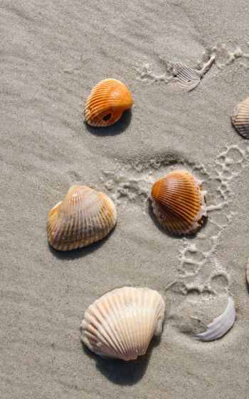 beach, shells Wallpaper 1200x1920