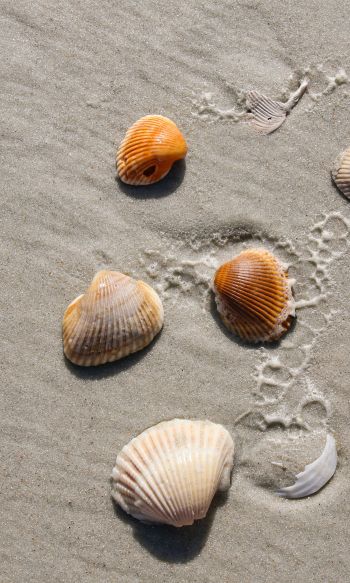 beach, shells Wallpaper 1200x2000