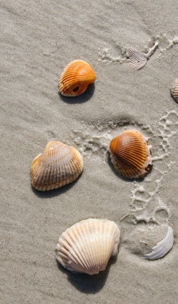 beach, shells Wallpaper 600x1024