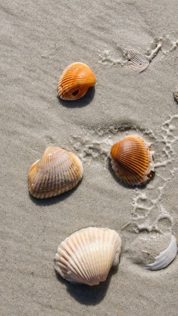 beach, shells Wallpaper 640x1136