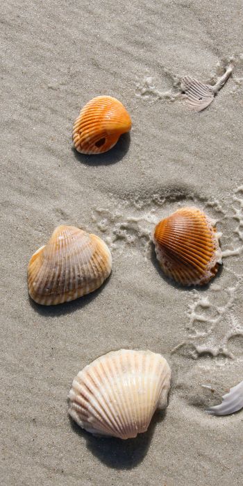 beach, shells Wallpaper 720x1440