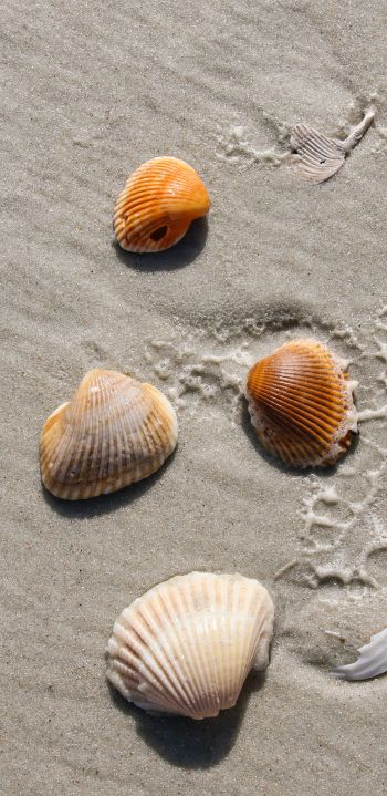 beach, shells Wallpaper 1080x2220