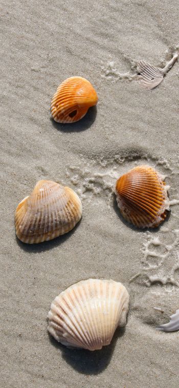 beach, shells Wallpaper 1125x2436