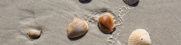 beach, shells Wallpaper 1590x400