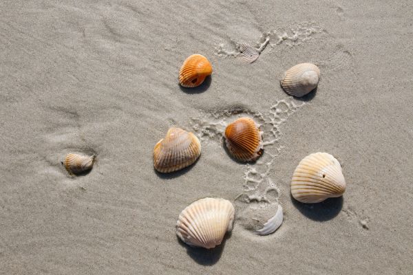 beach, shells Wallpaper 5472x3648