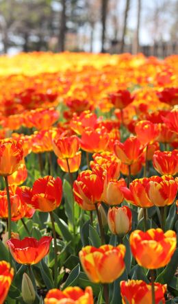 flower field Wallpaper 600x1024