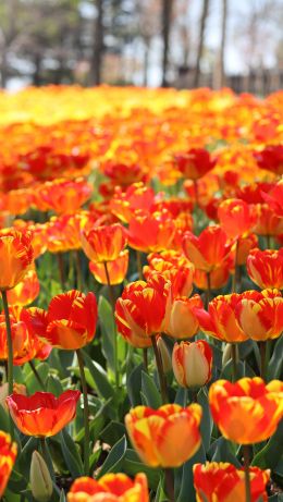 flower field Wallpaper 640x1136