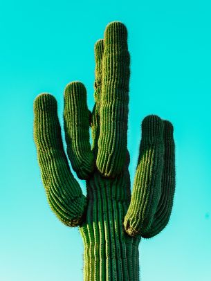 cactus, blue sky Wallpaper 2048x2732