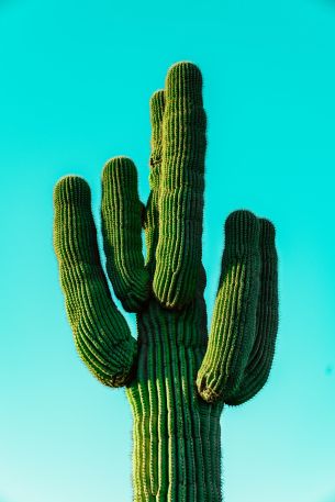 cactus, blue sky Wallpaper 5304x7952