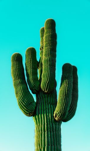 cactus, blue sky Wallpaper 1200x2000
