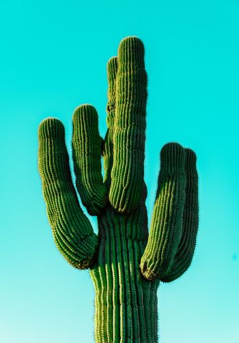 cactus, blue sky Wallpaper 1668x2388