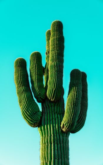 cactus, blue sky Wallpaper 1752x2800