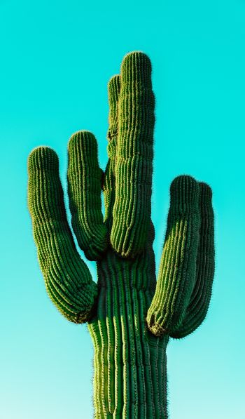 cactus, blue sky Wallpaper 600x1024