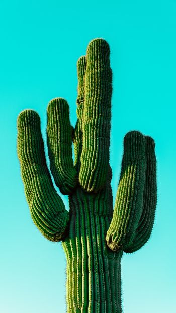 cactus, blue sky Wallpaper 1440x2560