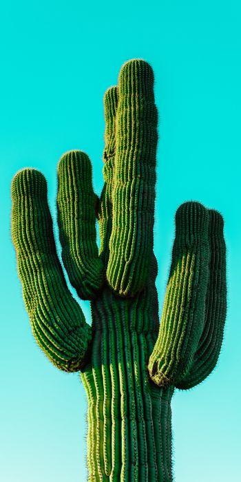 cactus, blue sky Wallpaper 720x1440