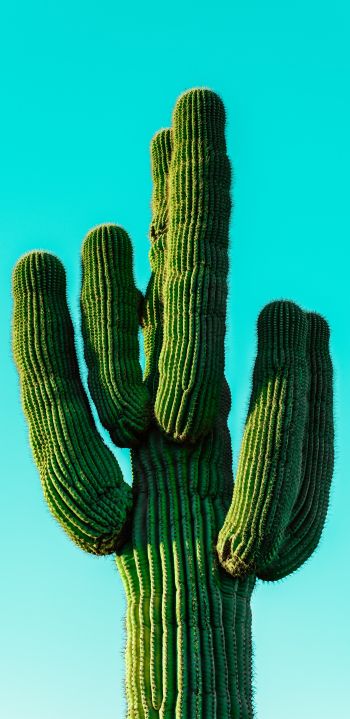 cactus, blue sky Wallpaper 1440x2960
