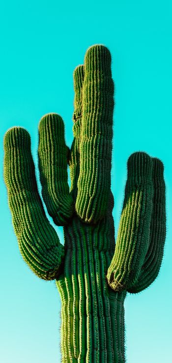 cactus, blue sky Wallpaper 1080x2280