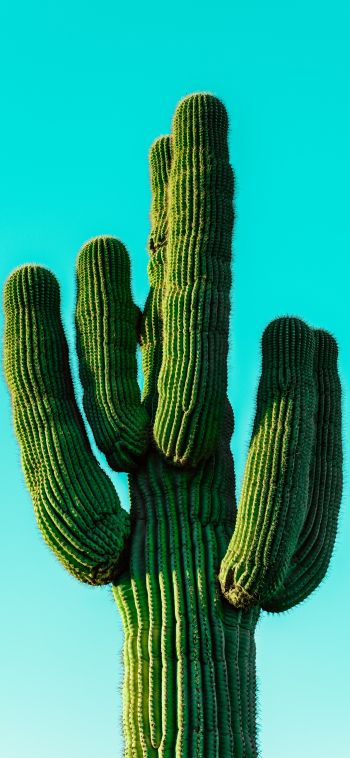 cactus, blue sky Wallpaper 1080x2340