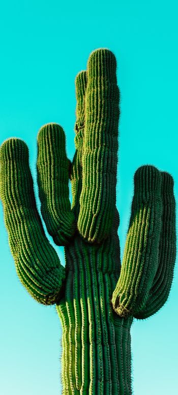 cactus, blue sky Wallpaper 720x1600