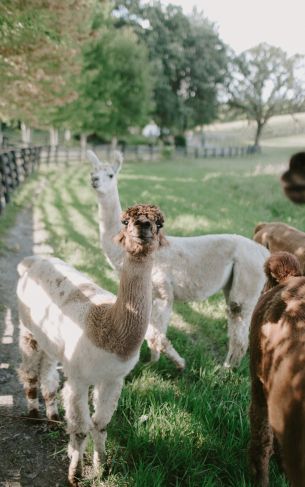 alpaca Wallpaper 1752x2800