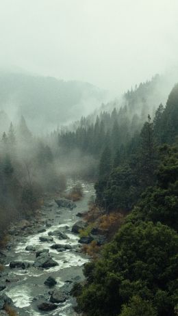 Обои 1440x2560 река, лес, туман