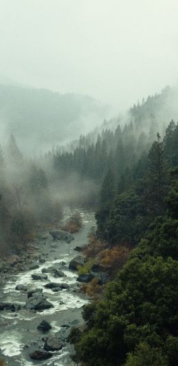 river, forest, fog Wallpaper 1080x2220