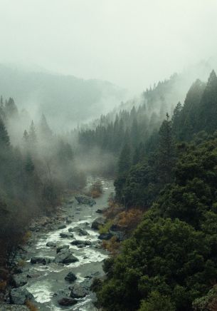 Обои 1668x2388 река, лес, туман