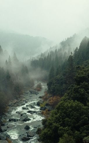 Обои 800x1280 река, лес, туман