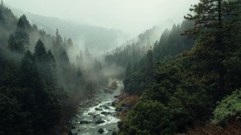 Обои 2560x1440 река, лес, туман