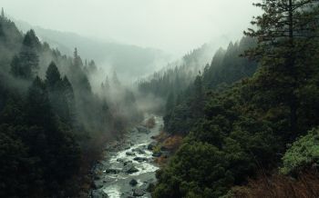 Обои 1920x1200 река, лес, туман