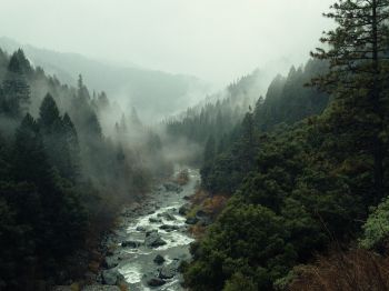 Обои 800x600 река, лес, туман