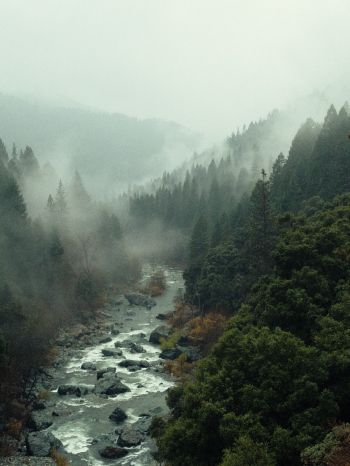 Обои 1668x2224 река, лес, туман