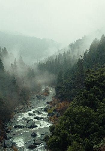Обои 1640x2360 река, лес, туман