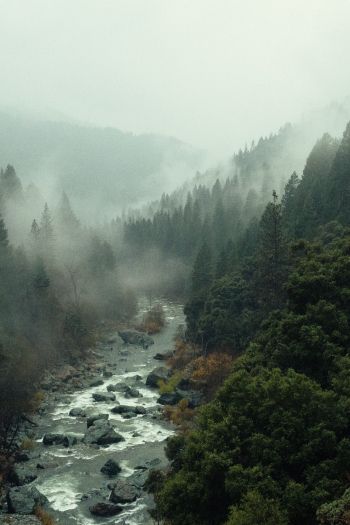 Обои 640x960 река, лес, туман