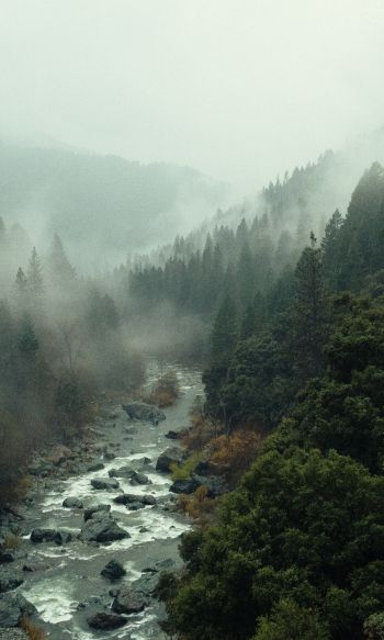 Обои 1200x2000 река, лес, туман
