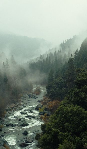 Обои 600x1024 река, лес, туман
