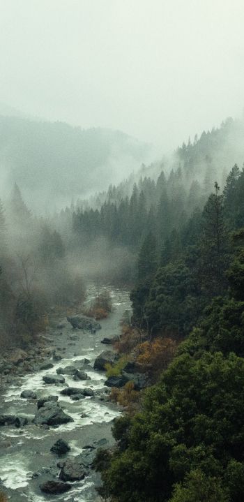 Обои 1080x2220 река, лес, туман