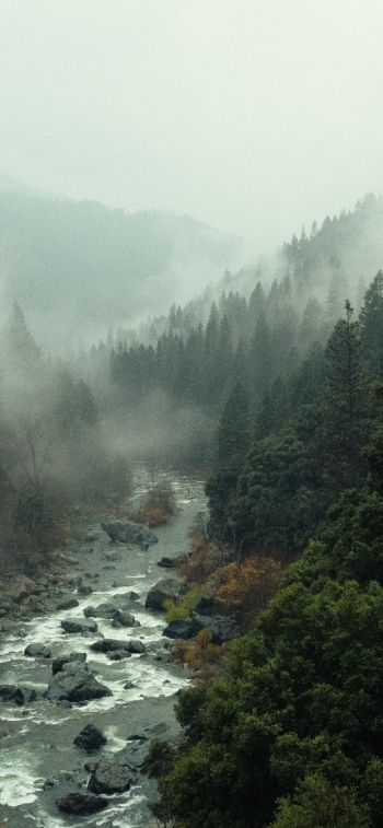 Обои 1125x2436 река, лес, туман
