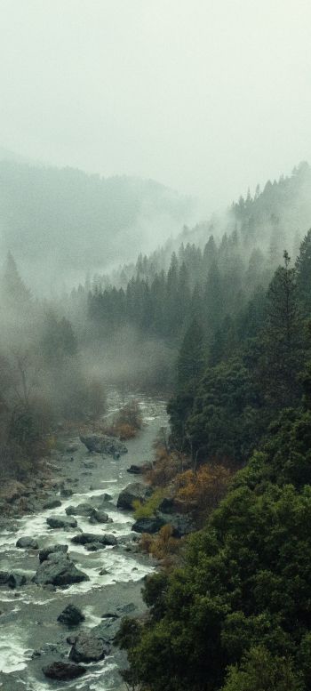 Обои 1440x3200 река, лес, туман
