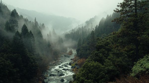 Обои 1366x768 река, лес, туман