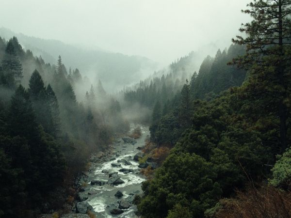 Обои 800x600 река, лес, туман