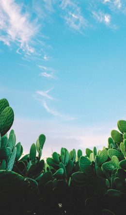 cactus, plant Wallpaper 600x1024