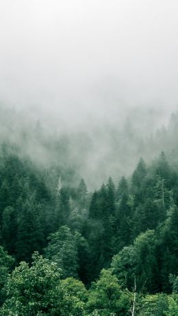 Adjara, Georgia, forest Wallpaper 640x1136