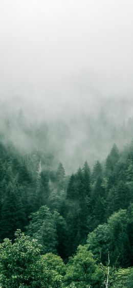 Adjara, Georgia, forest Wallpaper 1080x2340