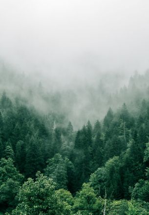 Adjara, Georgia, forest Wallpaper 1640x2360