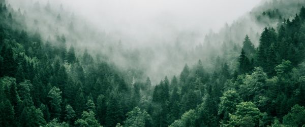 Adjara, Georgia, forest Wallpaper 3440x1440