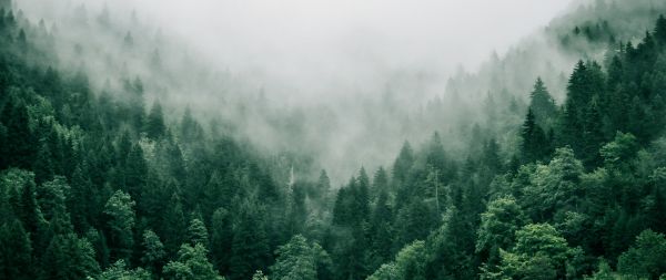 Adjara, Georgia, forest Wallpaper 2560x1080